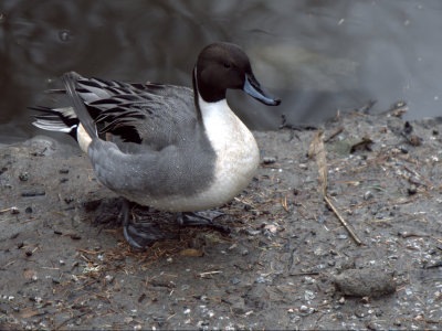 NORTHERN PINTAIL