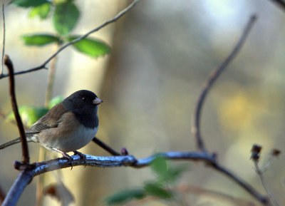 OREGON JUNCO.jpg