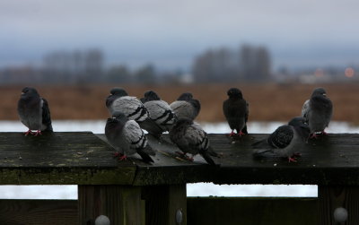 ROCK PIGEON 1.JPG