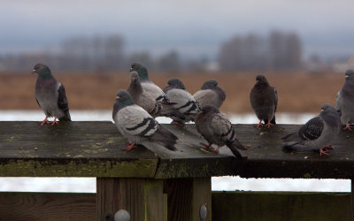 ROCK PIGEON 2.jpg