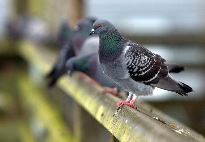 ROCK PIGEON 3.jpg