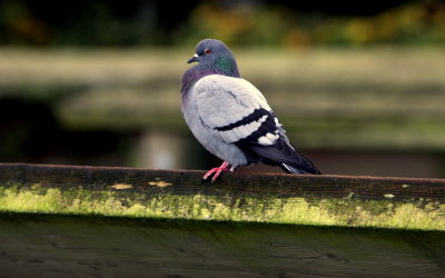 ROCK PIGEONS