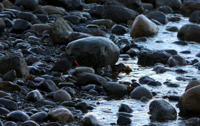 ROCKY BEACH WITH OYSTERCATCHER.JPG