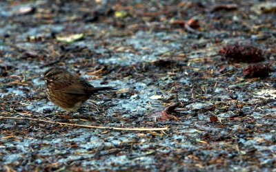 SONG SPARROW-COASTAL FORM 1.JPG