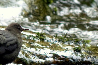 AMERICAN DIPPER
