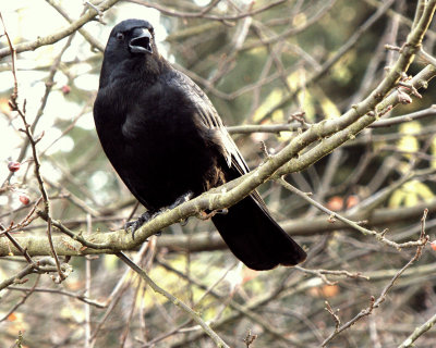 NORTHWESTERN CROW.jpg