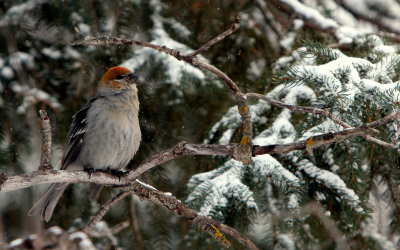 grosbeak hen 6.JPG