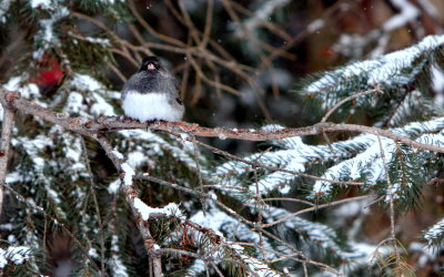 juncoes 3.JPG