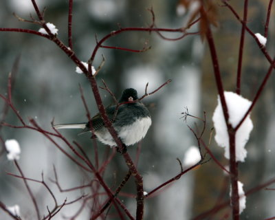 DARK-EYED JUNCO 1.JPG