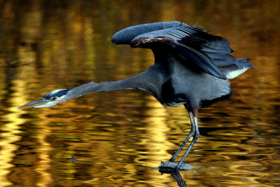 GREAT BLUE STRETCH.JPG