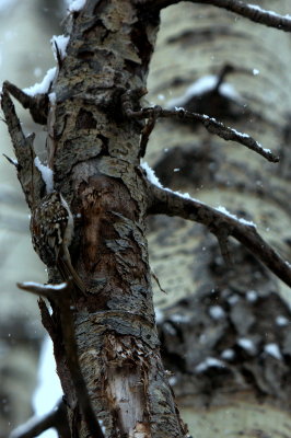 BROWN CREEPER ON ASPEN.JPG