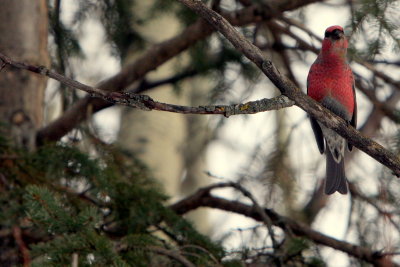 MALE GROSBEAK.JPG