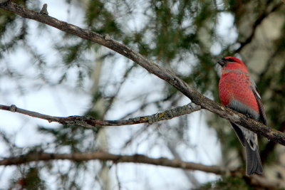 MALE PINE GROSBEAK 3.JPG