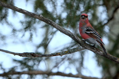 PINE GROSBEAK 2013