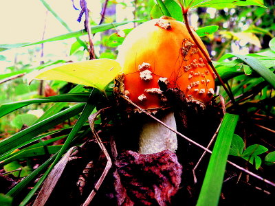  AMANITA MUSCARIA 2.JPG