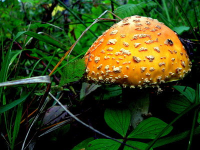AMANITA MUSCARIA 3.JPG