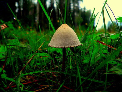 EDSON MUSHROOM.JPG