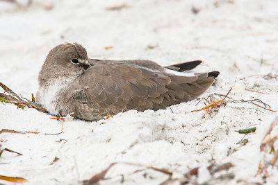 Snuggling in the Sand