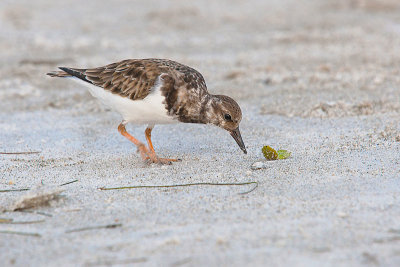 Searching for a Snack