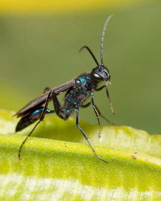 Blue & Black Wasp
