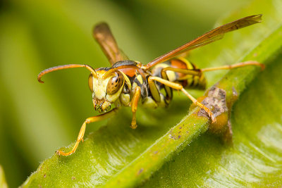 Watchful Wasp