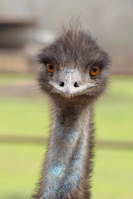 Emu Upclose