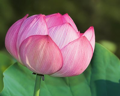 New Lotus Bloom