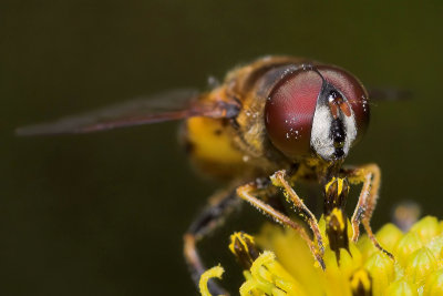 Hoverfly Face