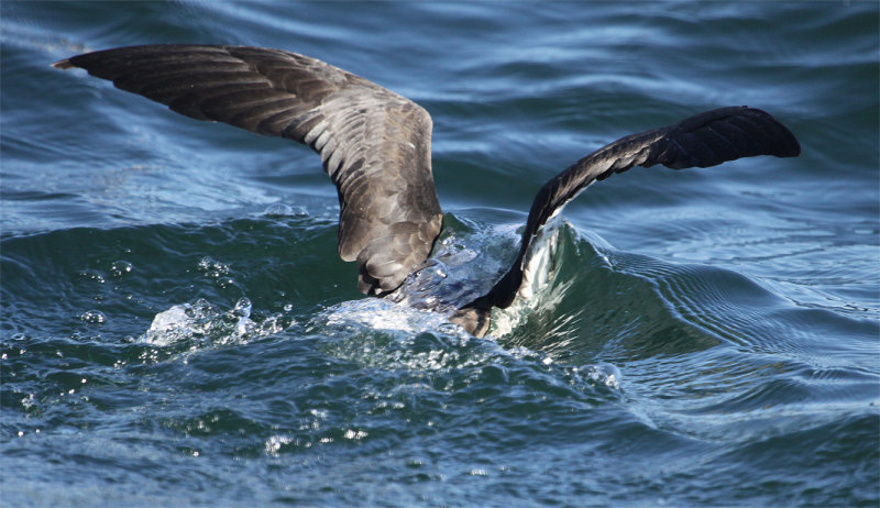 ...or is it water off a shearwater's back?