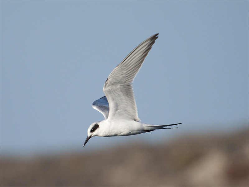 Forster's Tern
