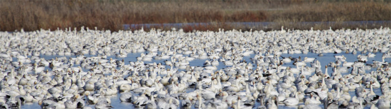 Ross's & Snow Geese