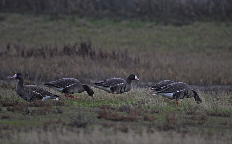 Greater White-fronted Geese 