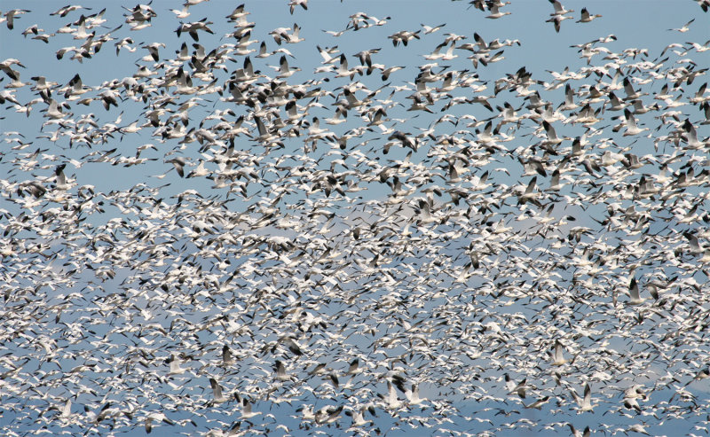 Snow Geese in flight