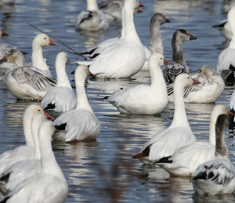 Ross vs. Snow Goose