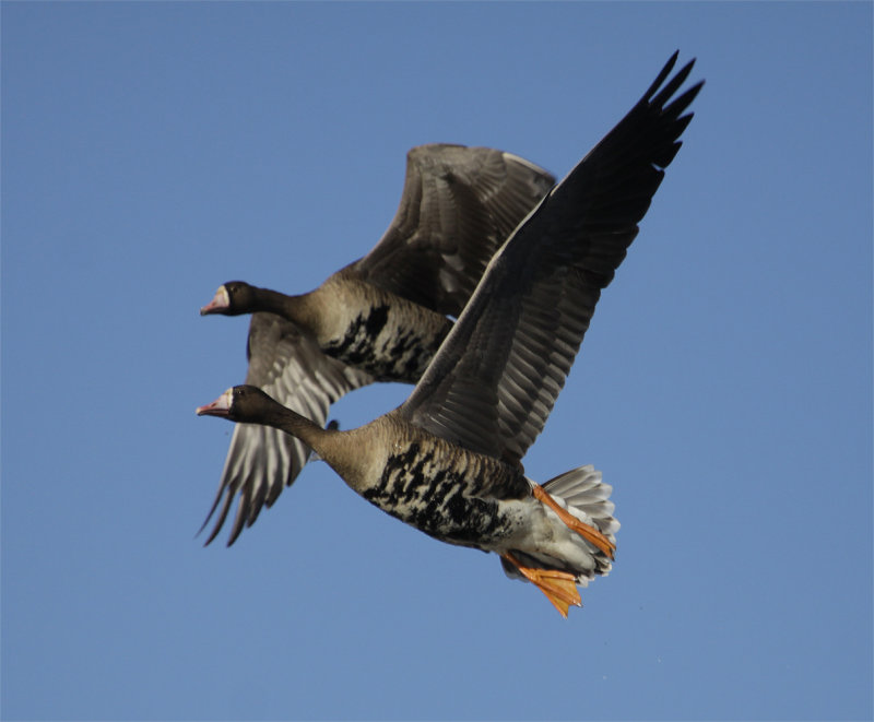 Greater White-fronted Geese in Flight - Colusa NWR