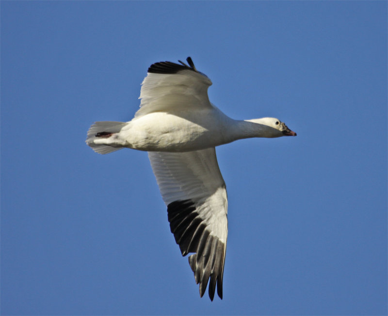 Ross's Goose in Flight