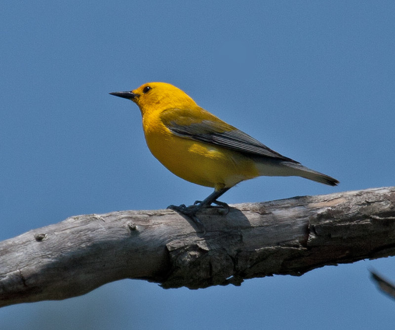 Prothonotary Warbler revisited