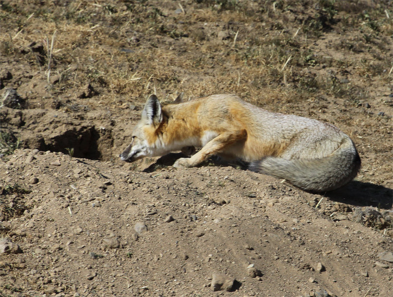 Kit Fox