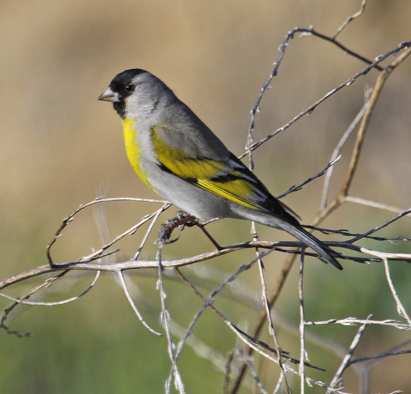 Lawrence's Goldfinch