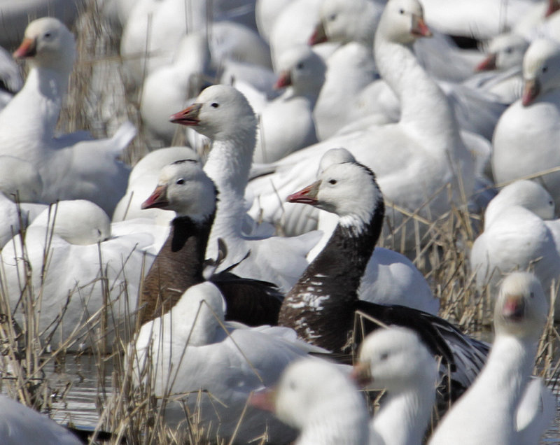 Blue Ross's Geese
