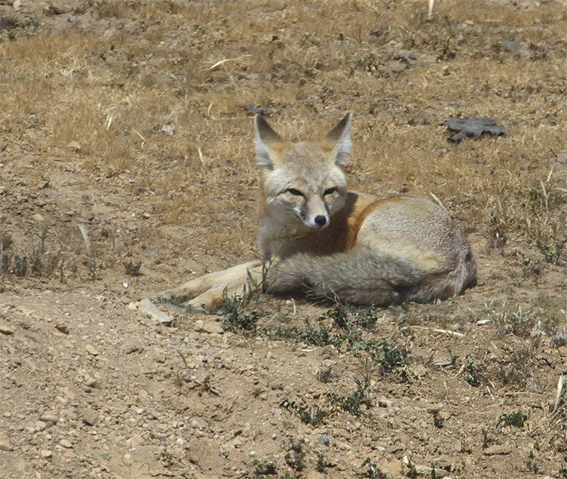 Kit Fox revisited