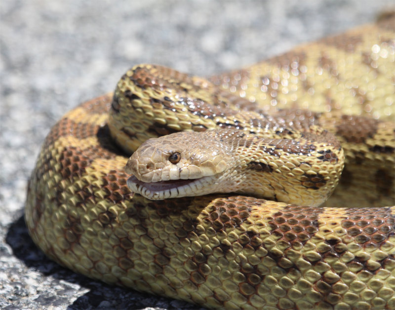Gopher Snake
