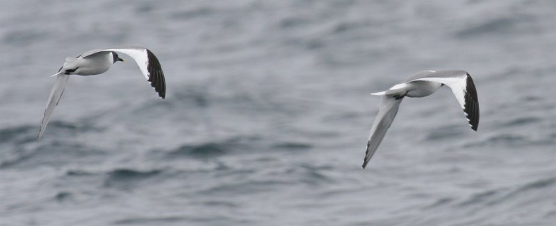 Sabine's Gulls