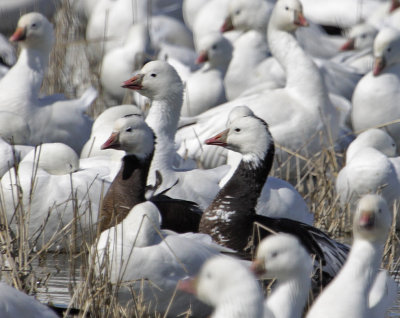 Snow & Ross's Geese