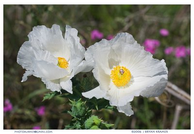 Carolina Poppy