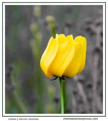 Closing coreopsis