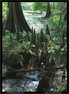 Cypress swamp