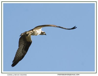 Osprey in flight 1