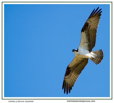 Osprey in flight 2