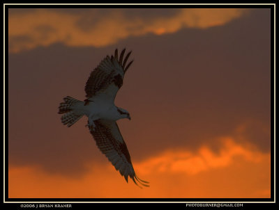 Osprey at sunset